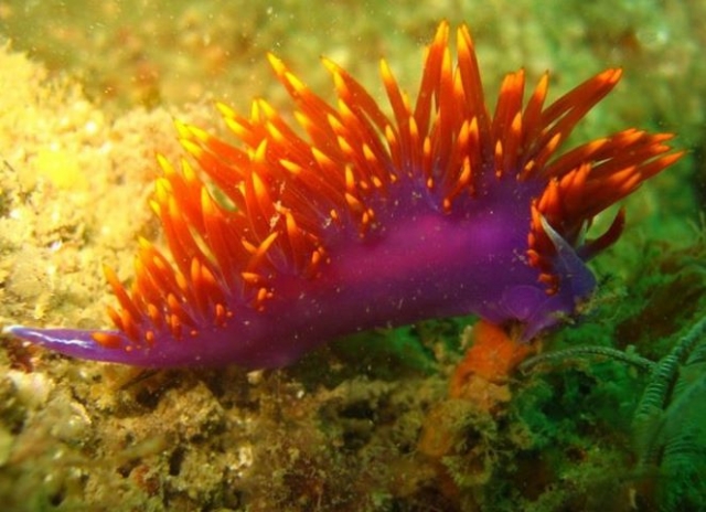 animales marinos